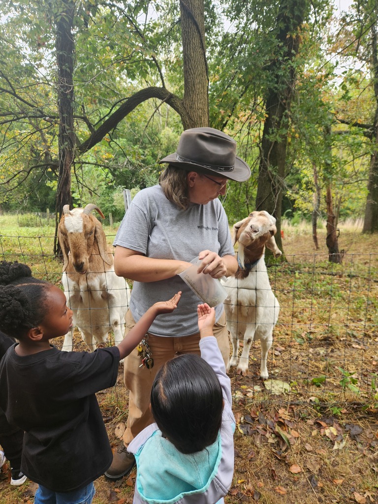 Two goats standing on a fence behind a tour guide who is holding their food as two students ask to feed them