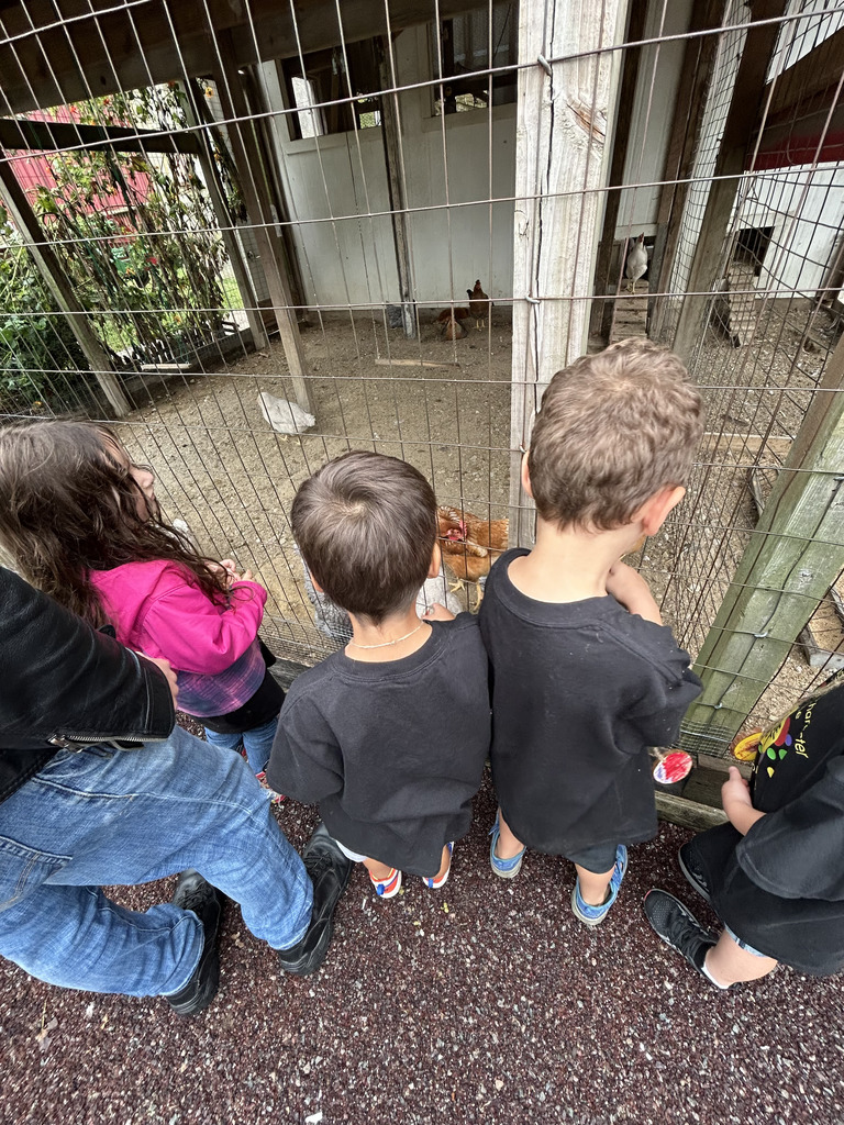 Students looking in a chicken coop