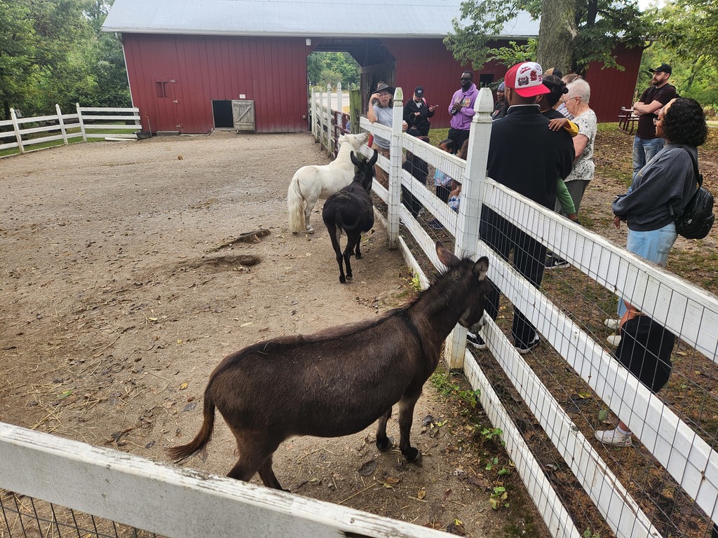 A group of students and parents looking at three miniature horses
