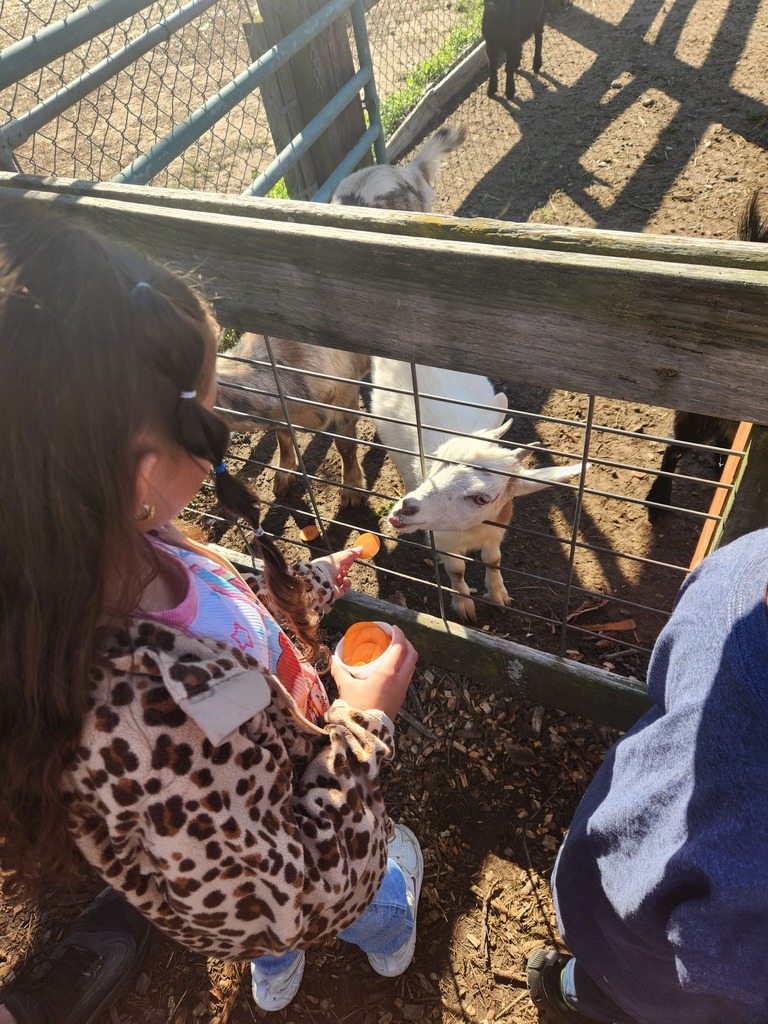 A girl feeding carrots to a goat