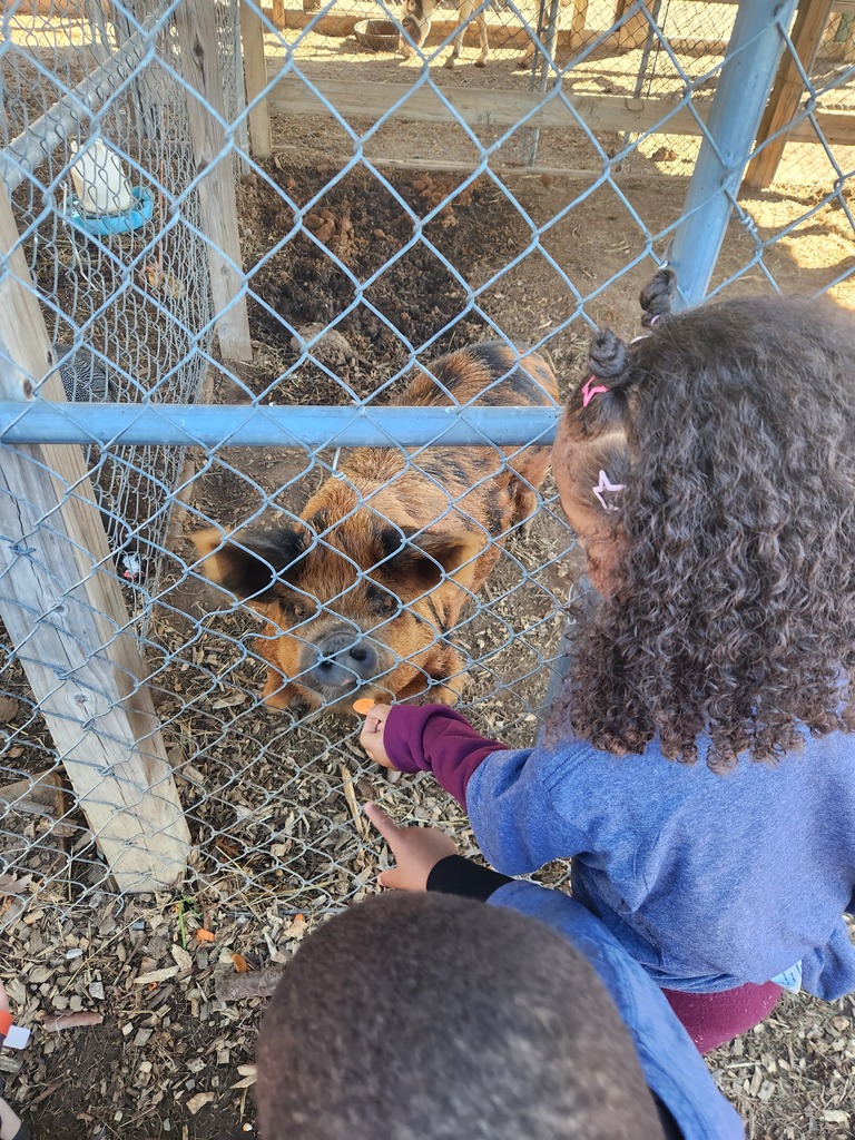 A girl feeding carrots to a pig