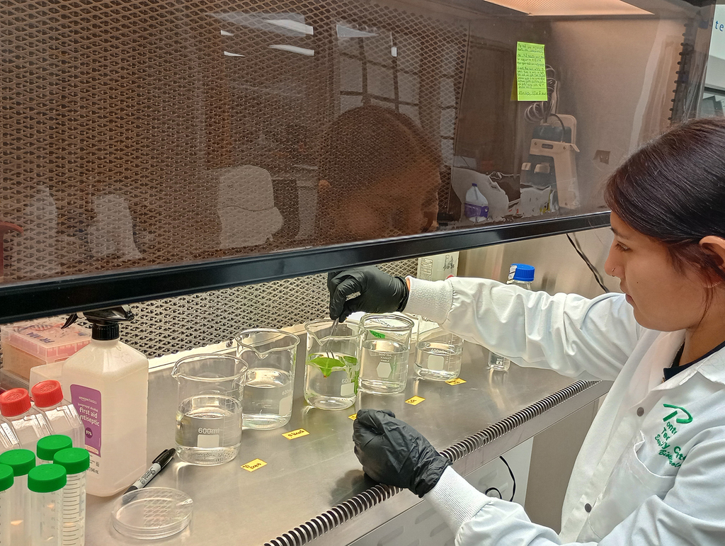 Person at a biotech hood working with beakers