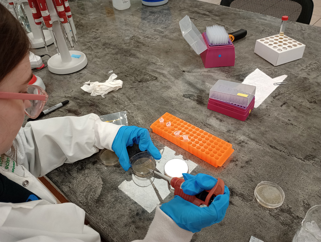 Person working with a micropipette tool