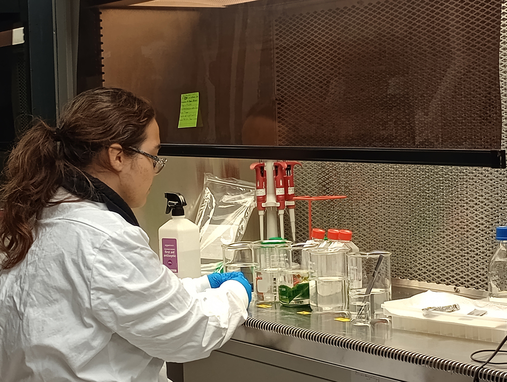 Person at a biotech hood working with beakers