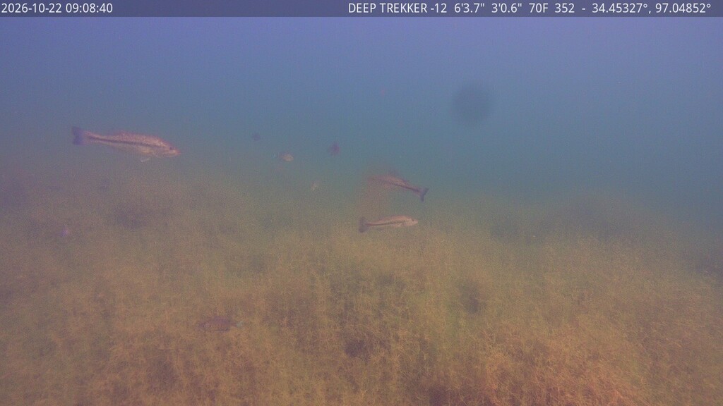 Underwater picture of fish