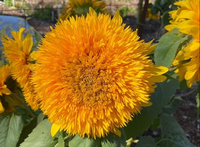 sunflower in school garden