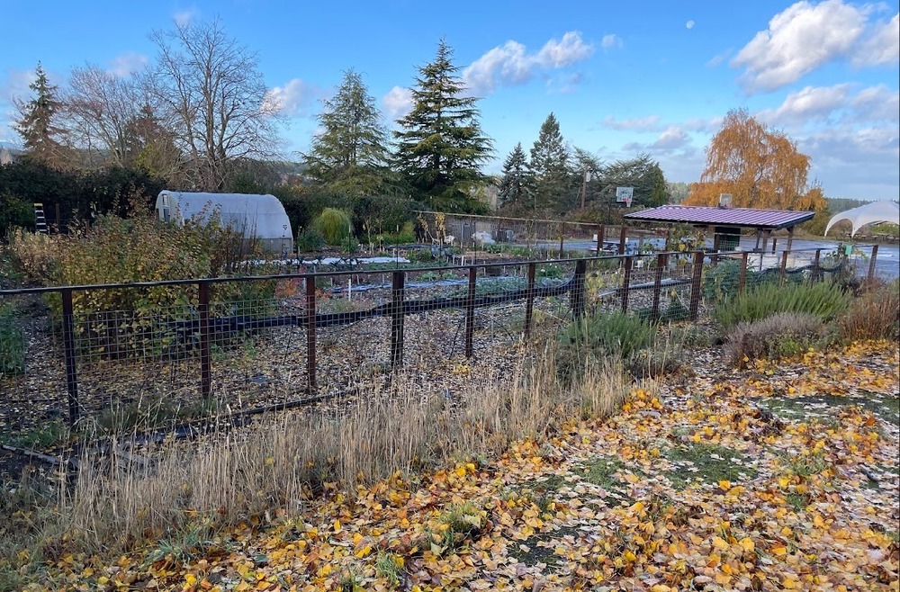 School garden in the fall