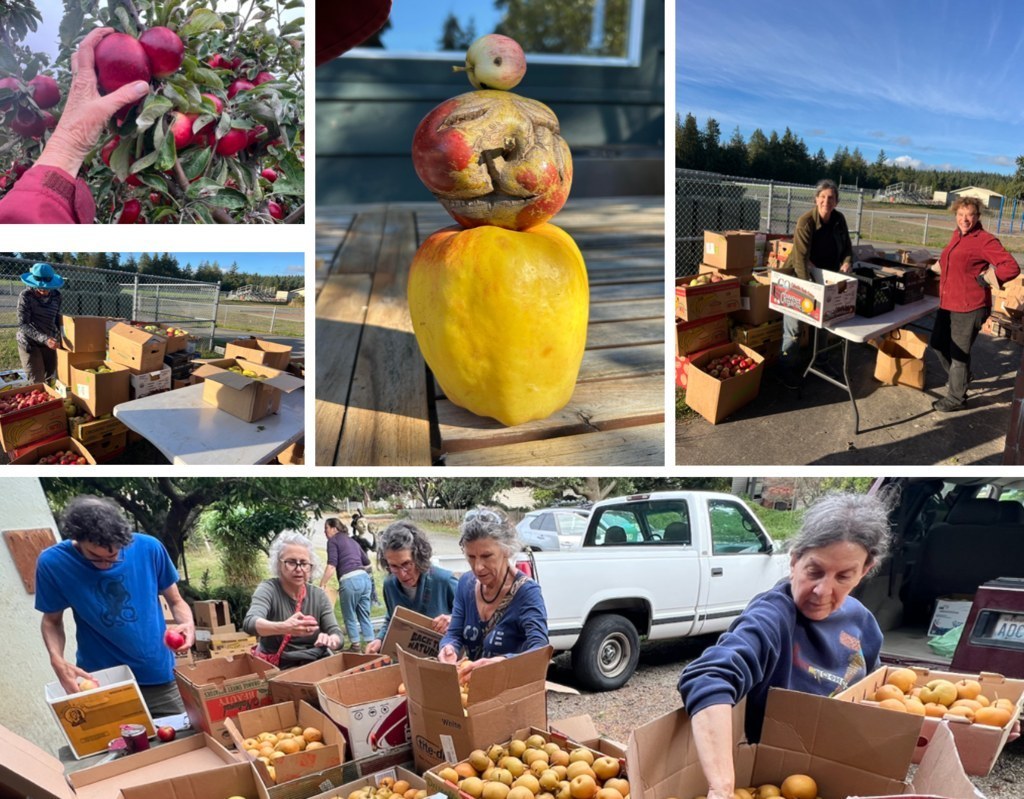 Volunteers help harvest apples and make applesauce for the schools