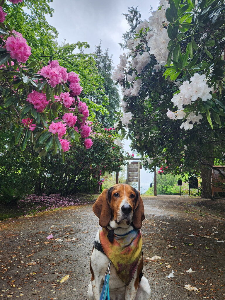 Dog sitting in front of pink and white rhododendron flowers at Chetzemoka Park 