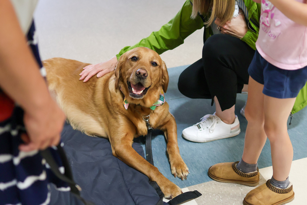 a dog is pet by people