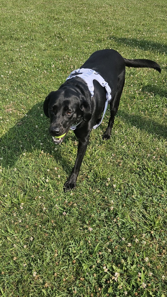 black lab dog