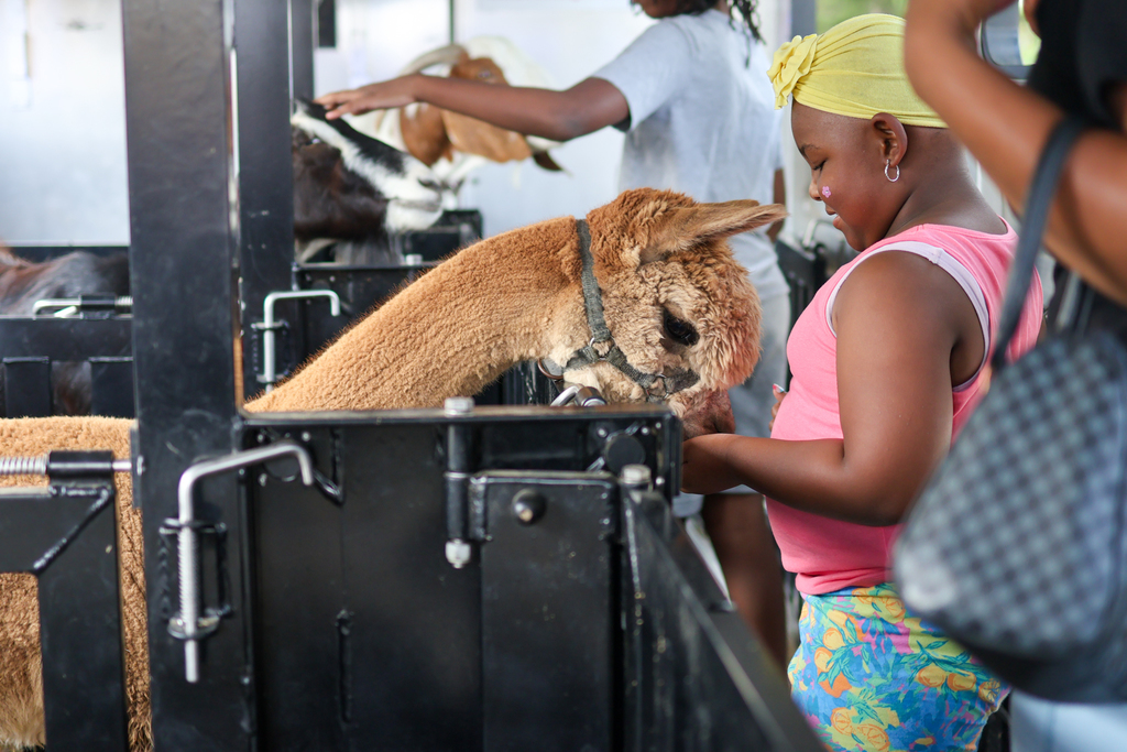 a girl feeding an alpaca animal at a petting zoo