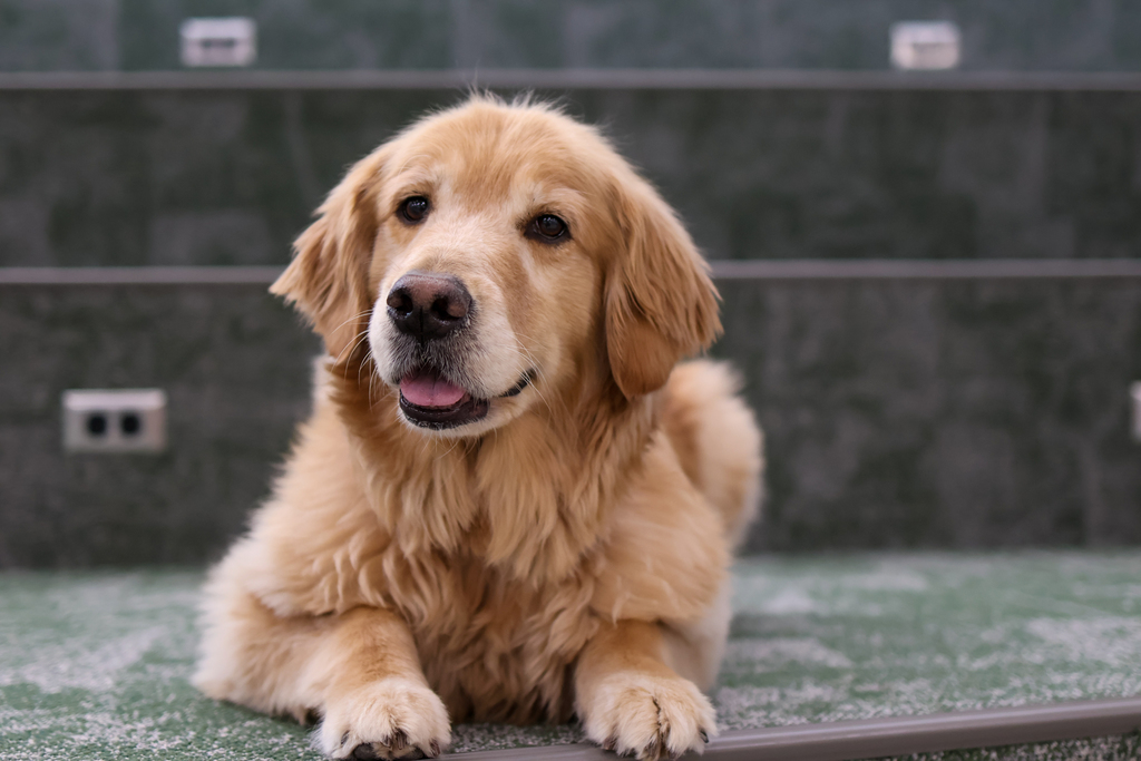 a dog posing for a photo