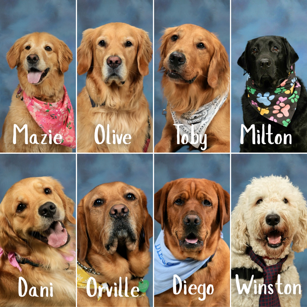 eight dogs pose for school portraits