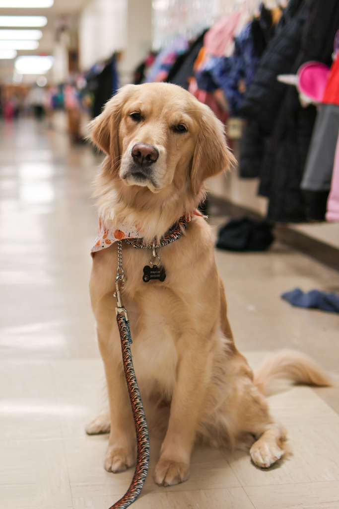 a golden retriever sitting in a school hallway