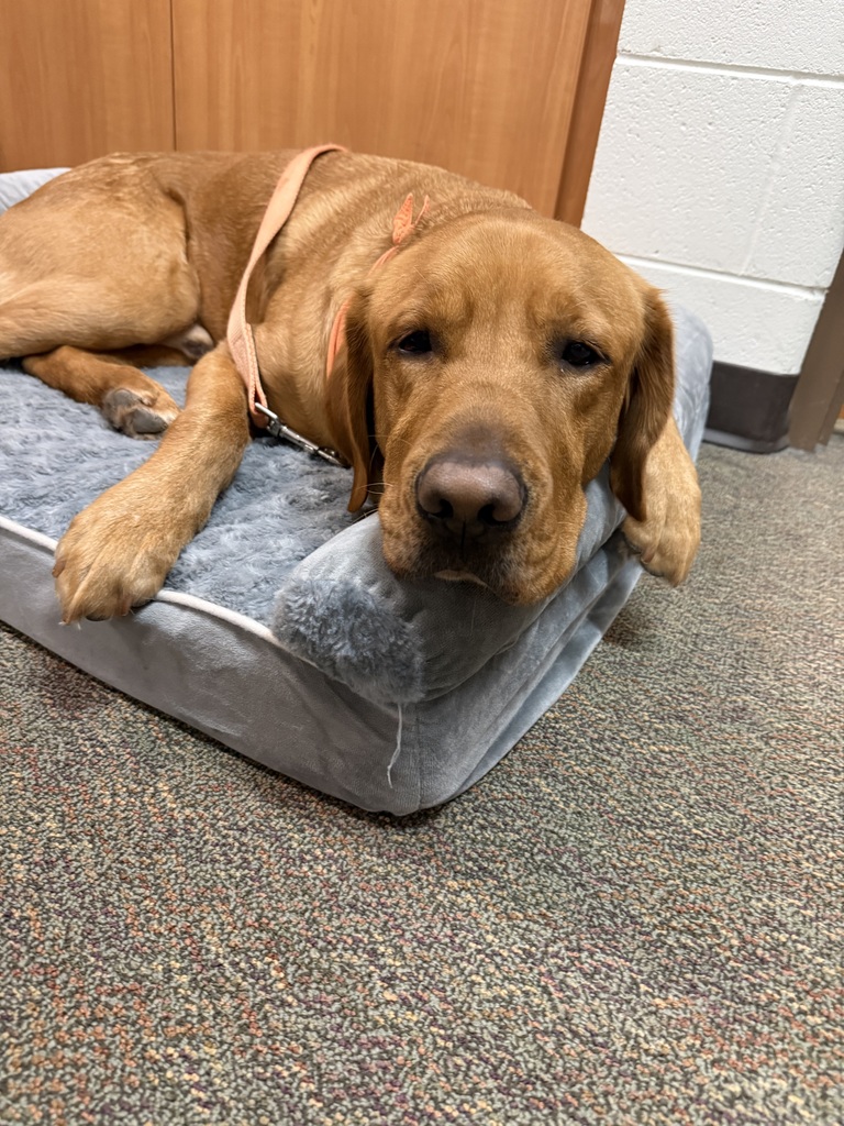 Fletcher on a his bed