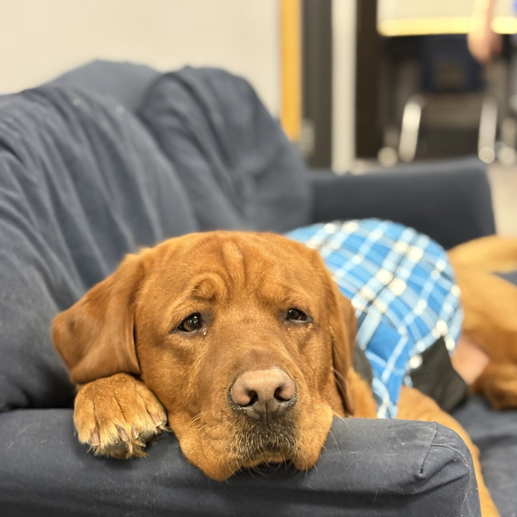a dog laying on a couch