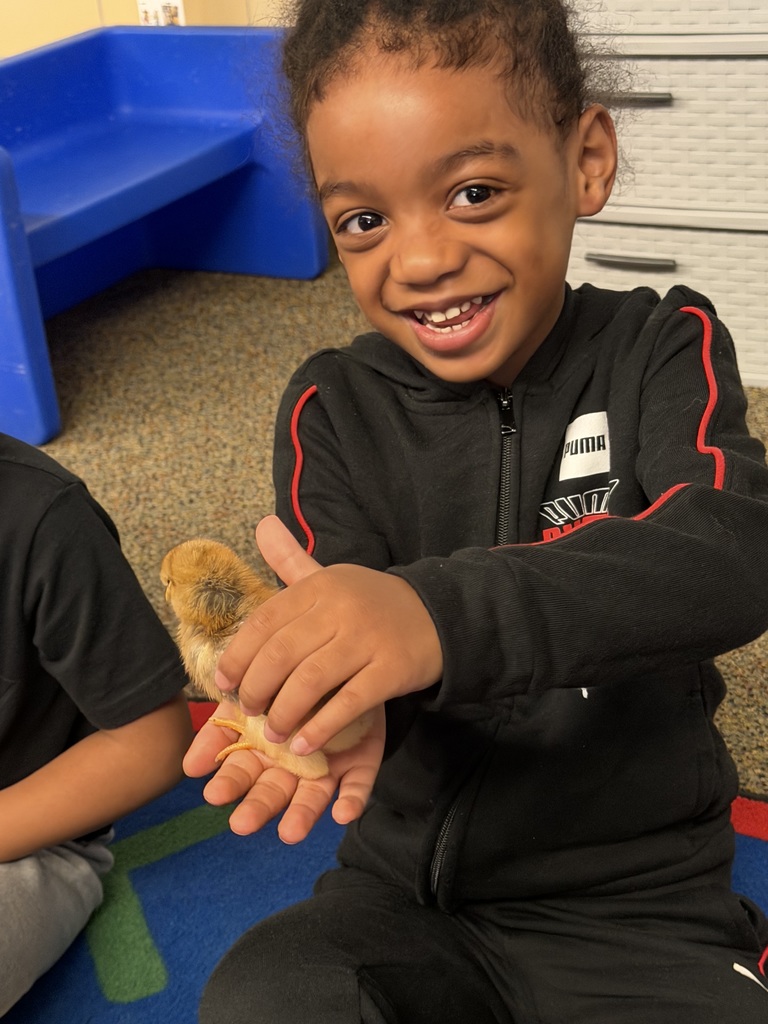 A little boy holding a little chick in a classroom. 