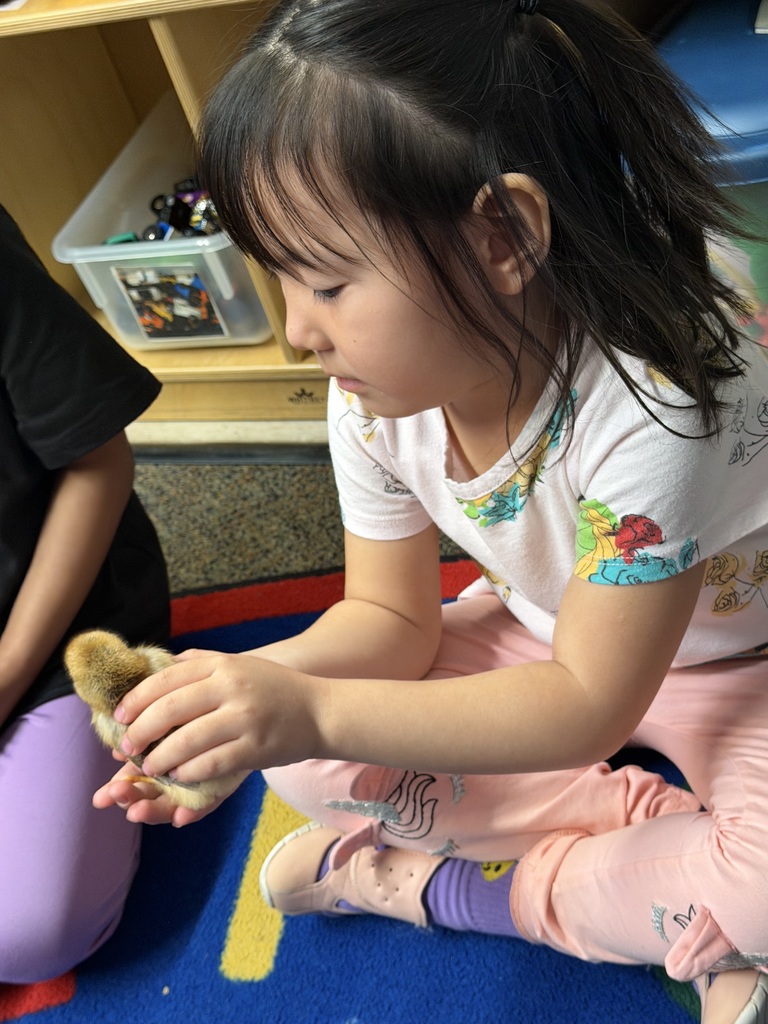 A female student sitting and holding a baby chick with her hands.