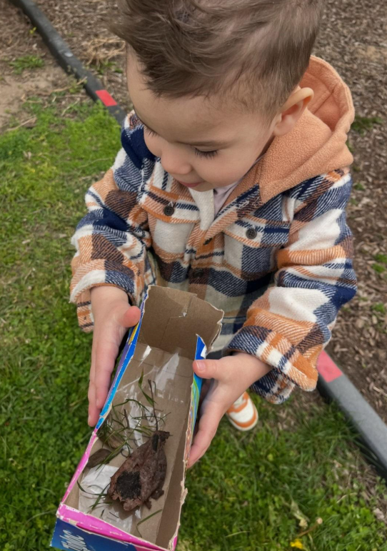 A toddler boy making a bug collection in a box.