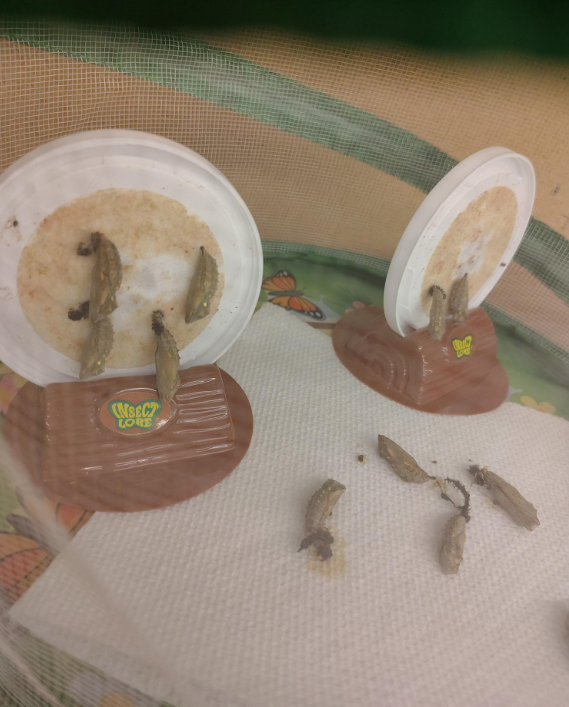 A live butterfly making.