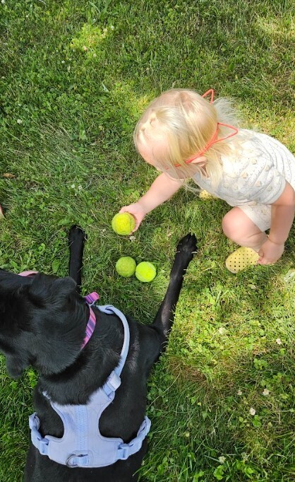 A little boy holding a tennis ball in front of a lab.
