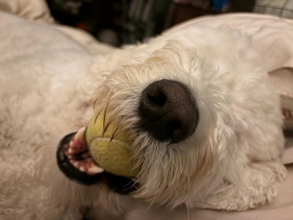 Winston