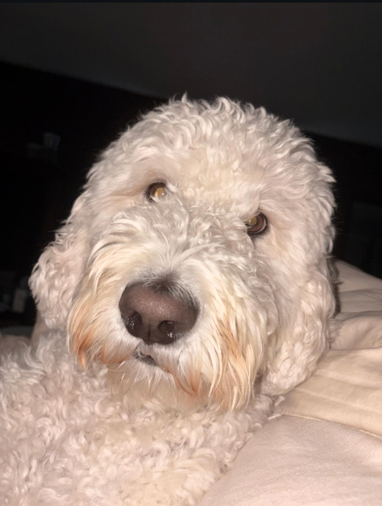 Winston