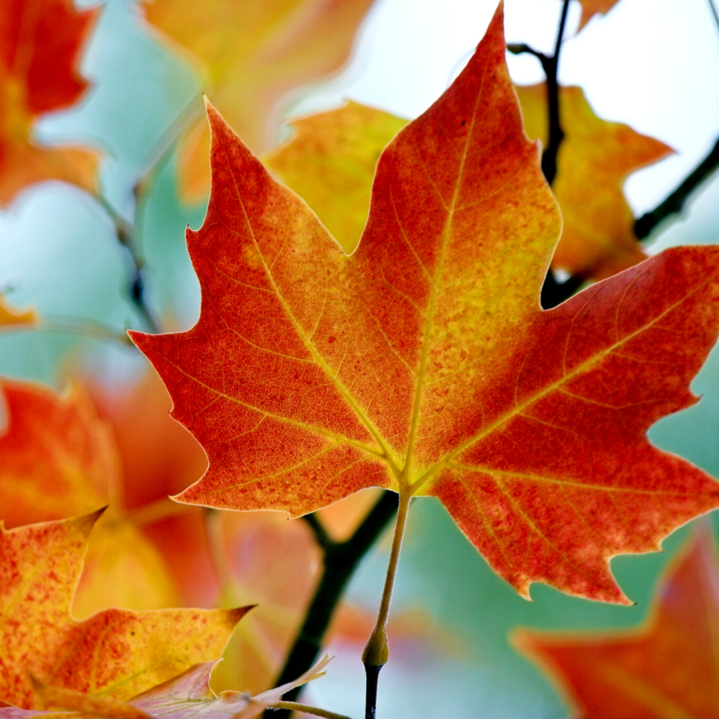 autumn maple leaf