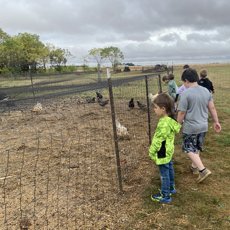 looking at the chickens