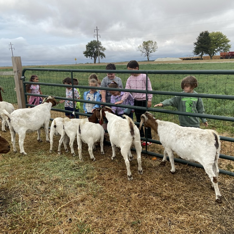 kids feeding the goats