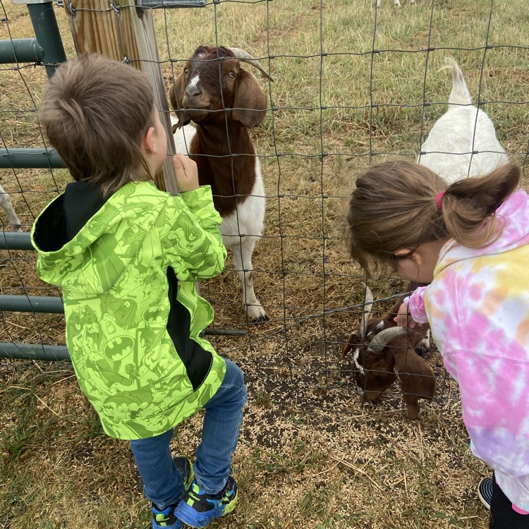 feeding goats