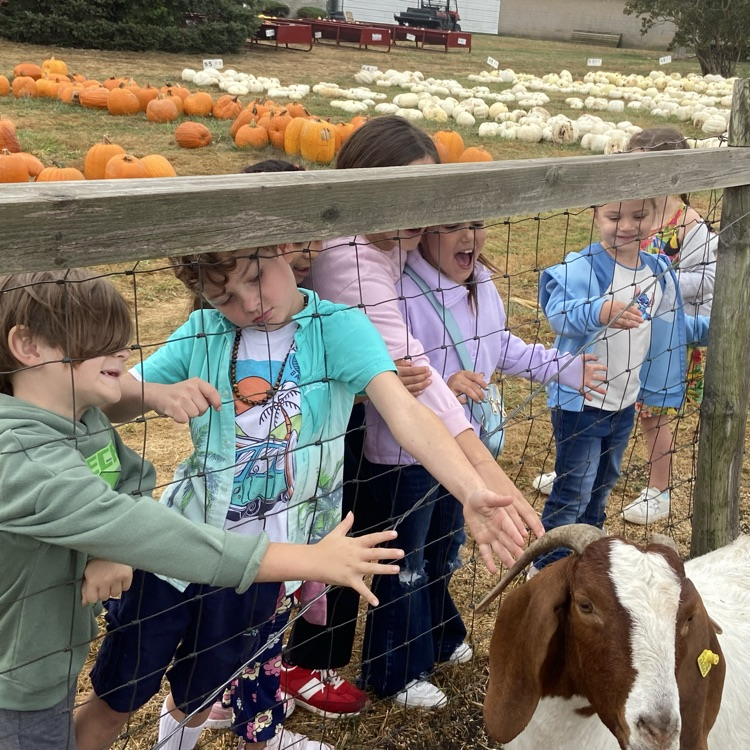 we want to touch the goats