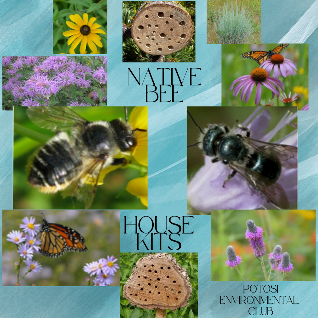 Native Bee Kits