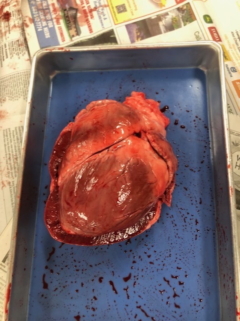 Anatomy and Physiology class