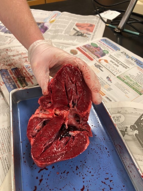 Anatomy and Physiology class