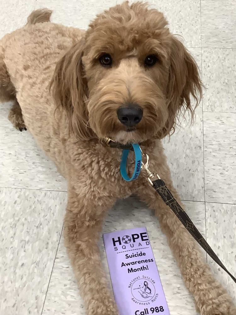 image of dog
