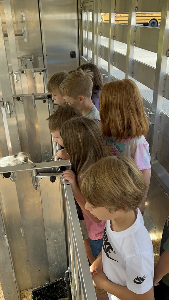 Looking at the pigs