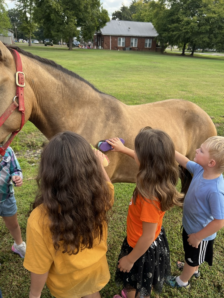 Brushing the horse