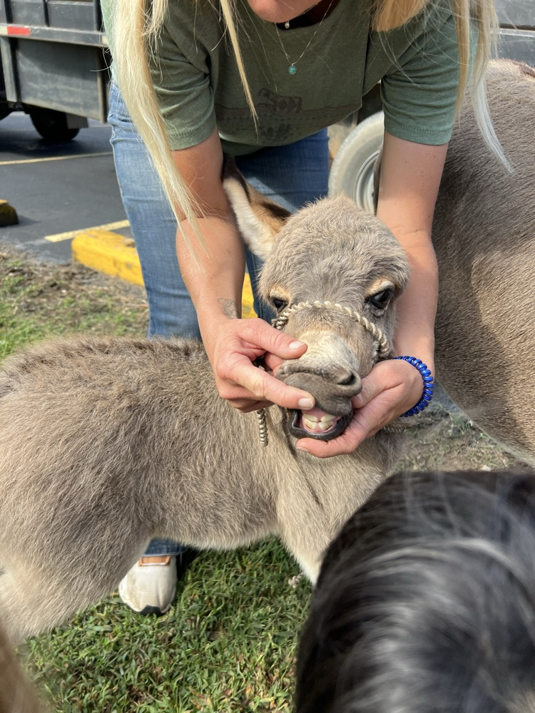 Donkey Teeth