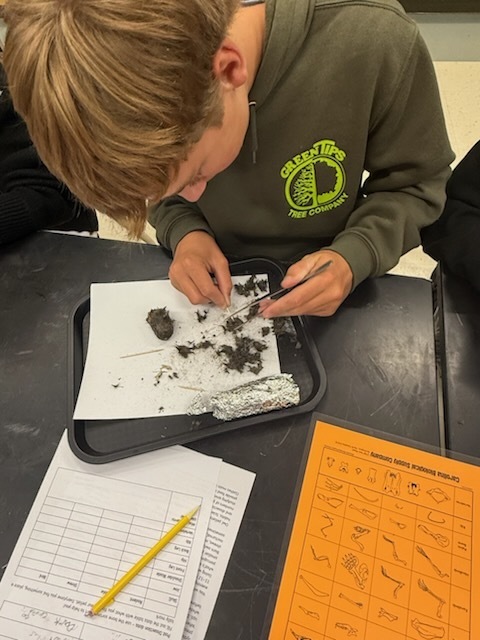 A student dissects owl pellets in ecology class.