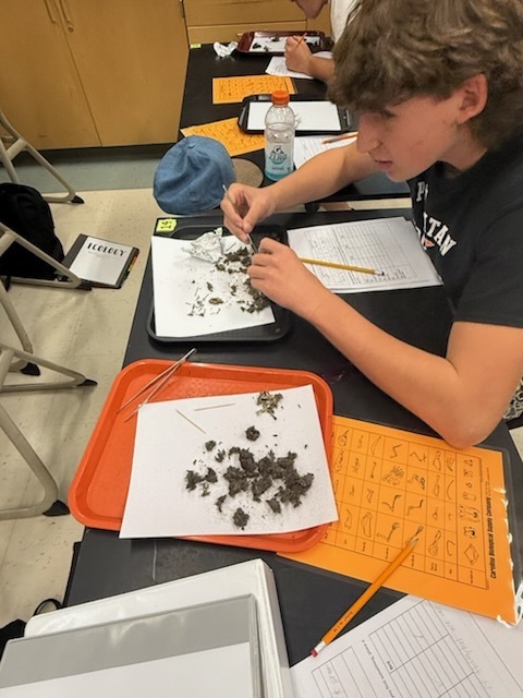 Students dissect owl pellets in ecology class.