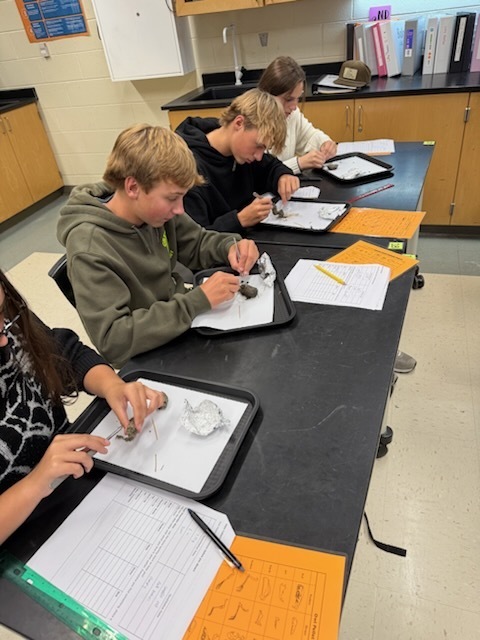 Students dissect owl pellets in ecology class.