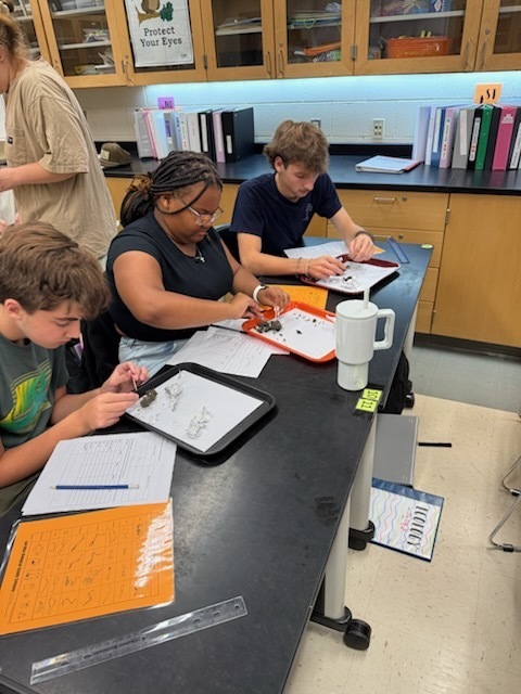 Students dissect owl pellets in ecology class.
