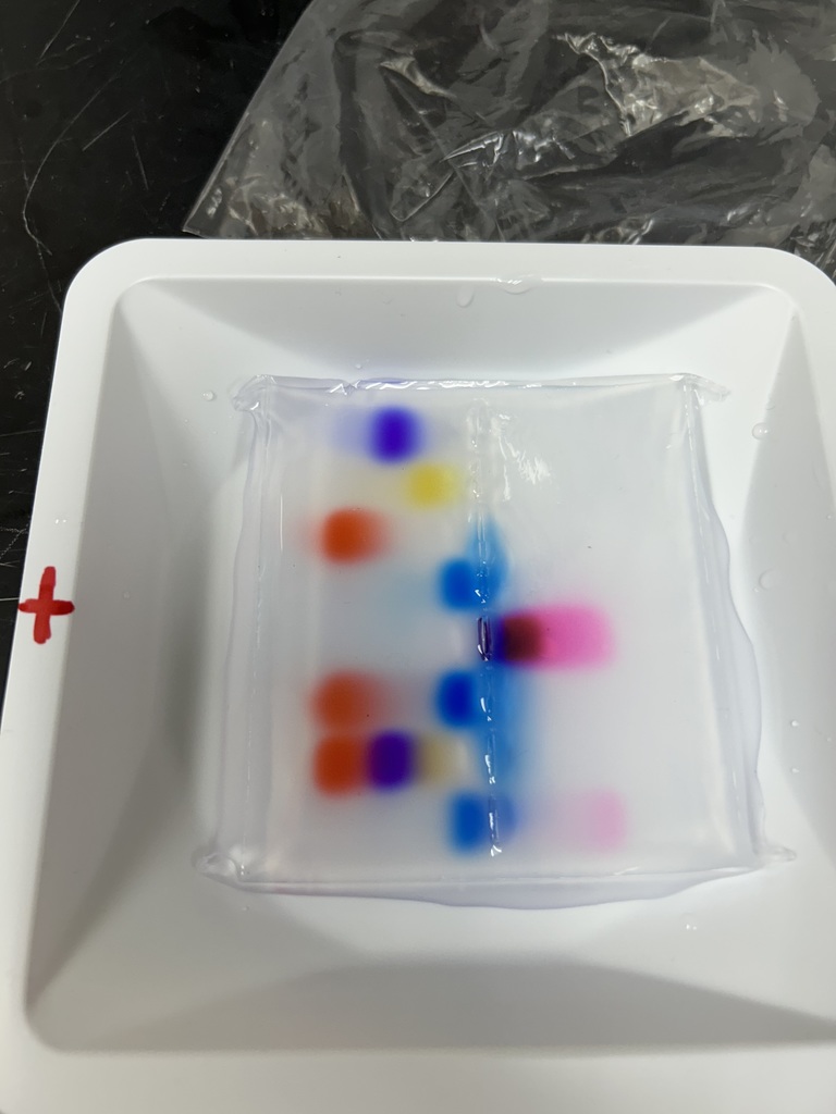 Results of a biotechnology lab students conducted in biology class.