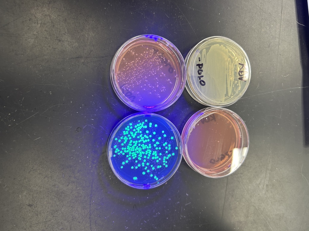 Results of a biotechnology lab students conducted in biology class.