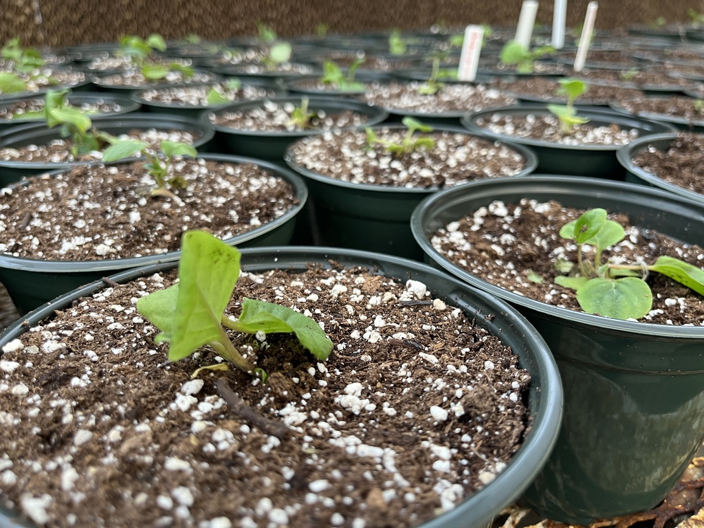 Plants being grown to sell in a plant sale.