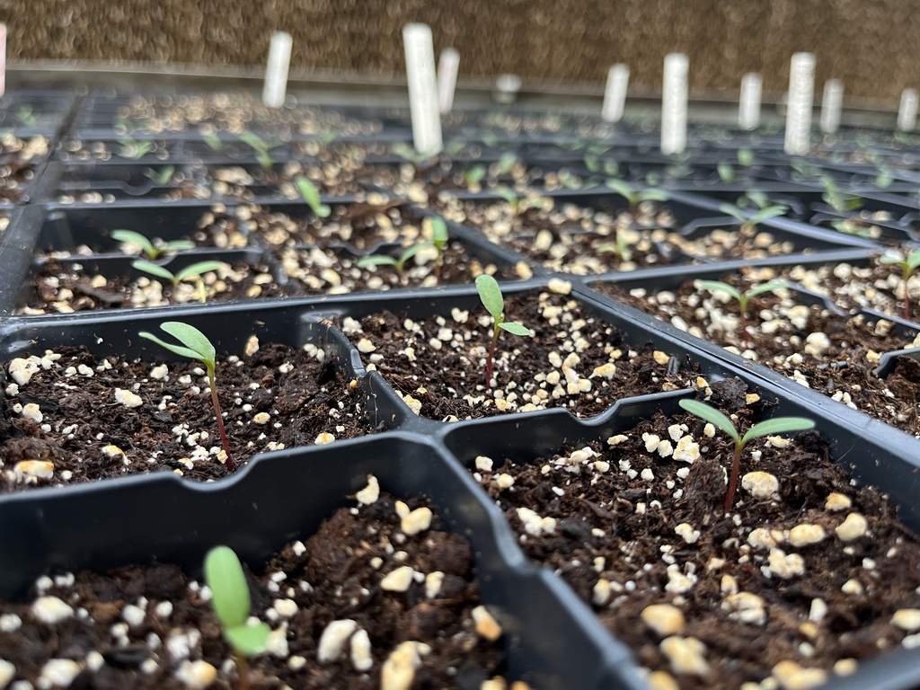 Plants being grown to sell in a plant sale.