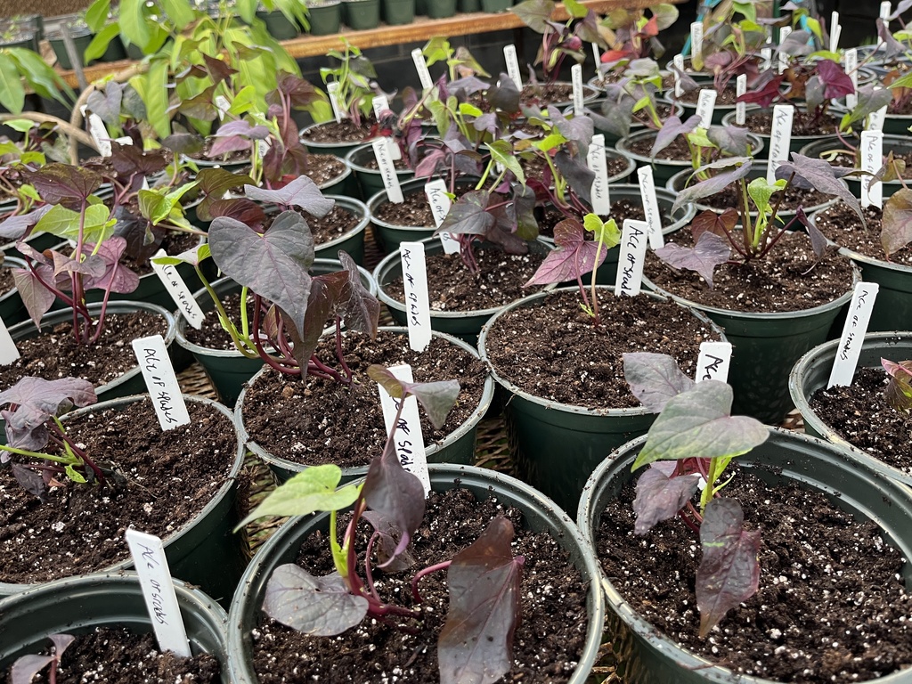 Plants being grown to sell in a plant sale.