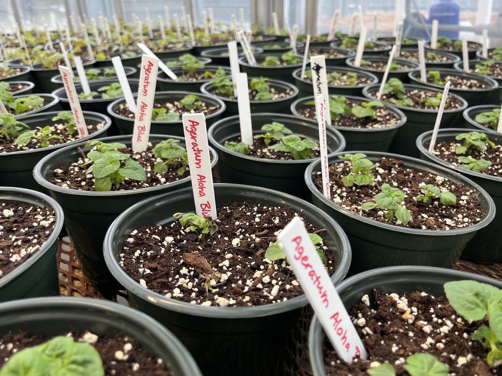 Plants being grown to sell in a plant sale.